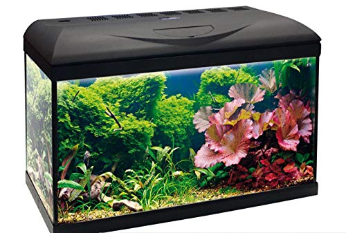 Amtra Basic 60 LED, Acquario completo di 55 litri, illuminazione LED 8500 8W, incluso filtro Filtering Box 150, 60x30x42 cm, nero